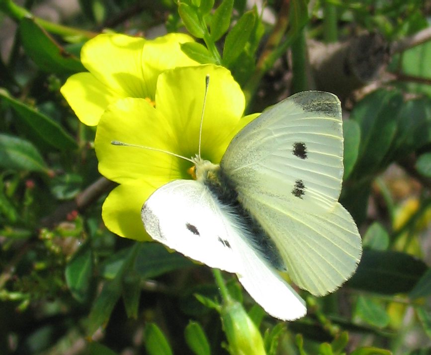 Pieris brassicae o rapae?